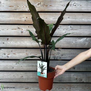 Alocasia (Alokázia) ´LAUTERBACHIANA´, kont. C3L, výška: 60-70 cm